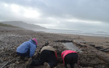 Volunteers excavating the remains of unknown wreck on Llangennith beach