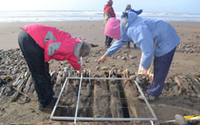 Drawing the exposed ribs of an unknown wreck on Llangennith beach