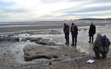  Volunteers recording exposed peat levels on Swansea beach