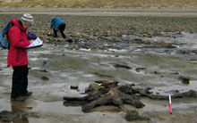 Volunteers recording the remains of the prehistoric forest, Whitford Burrows