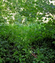 July 2008. Photo of dense undergrowth that had been cleared but grown up again by the time of the fieldwork.
