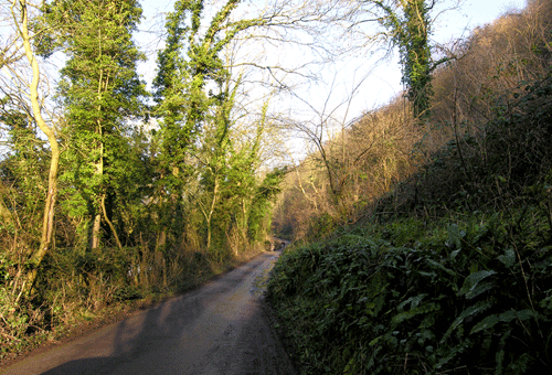 View along one of the picturesque walk through Beaulieu wood.
